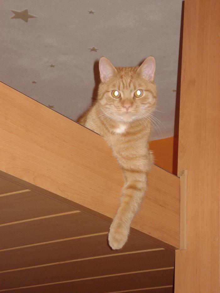foto k příspěvku  od Klobouk