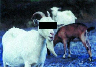 foto k příspěvku  od tommas