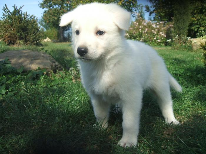 foto k příspěvku  od Kallin