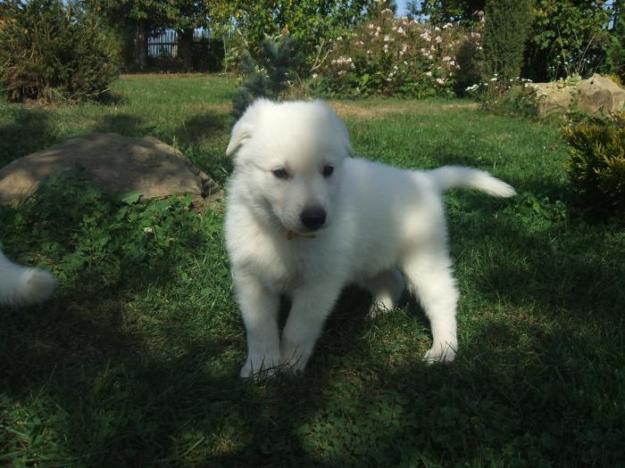 foto k příspěvku  od Kallin