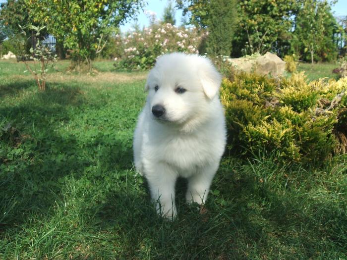 foto k příspěvku  od Kallin