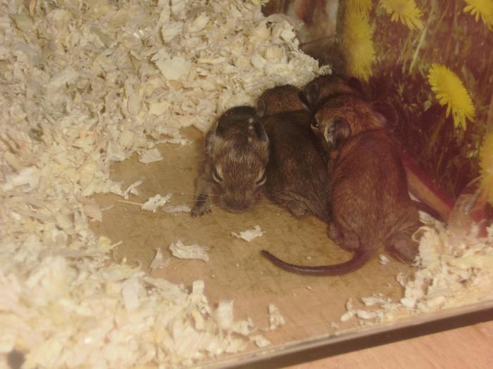 foto k příspěvku  od Honcke