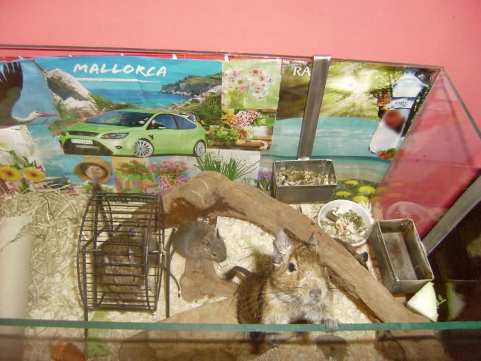 foto k příspěvku  od Honcke