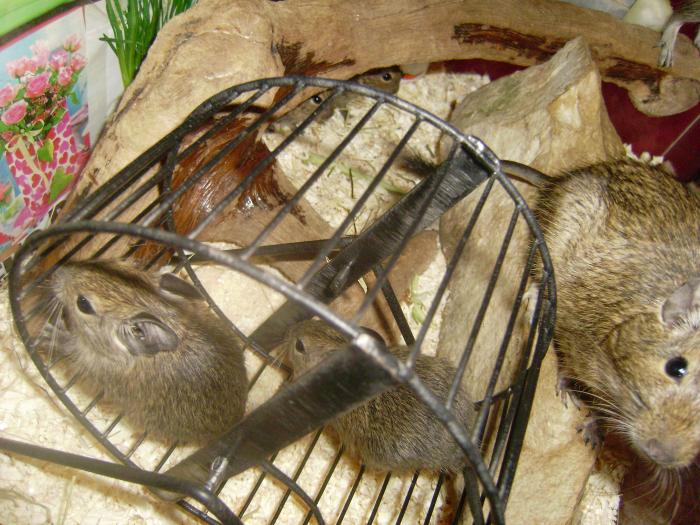 foto k příspěvku  od Honcke