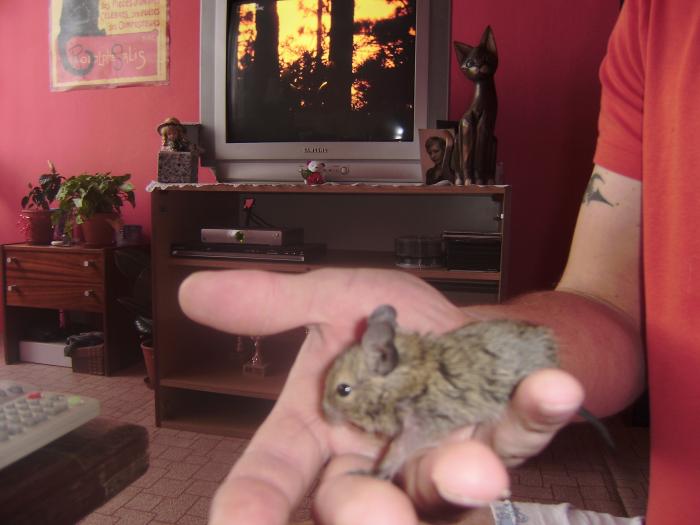 foto k příspěvku  od Honcke