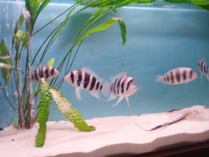 foto k příspěvku  od jenik