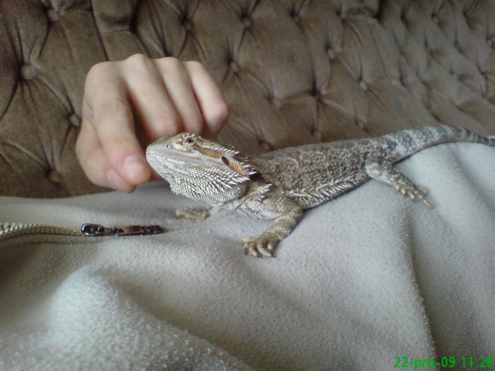 foto k příspěvku  od venito