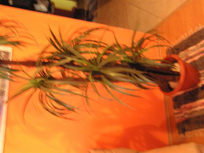 foto k příspěvku  od Briann