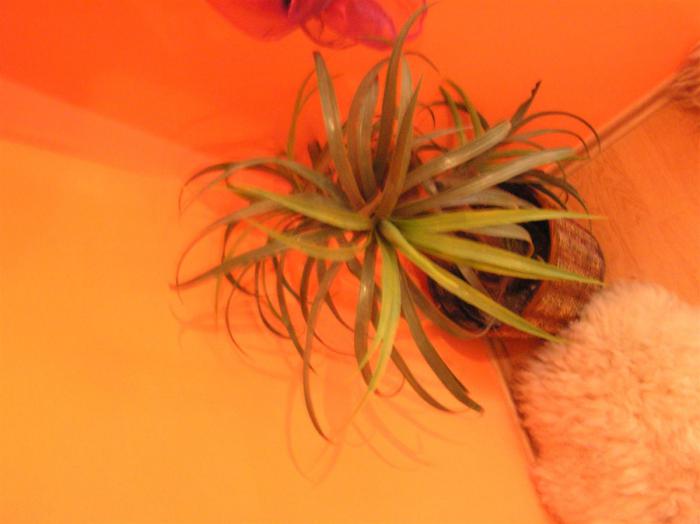 foto k příspěvku  od Briann