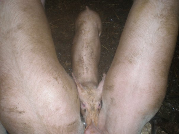 foto k příspěvku  od Thullo