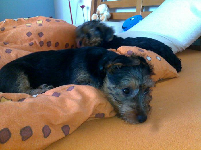 foto k příspěvku  od Only_One