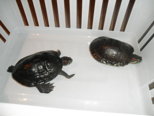 foto k příspěvku  od kasko