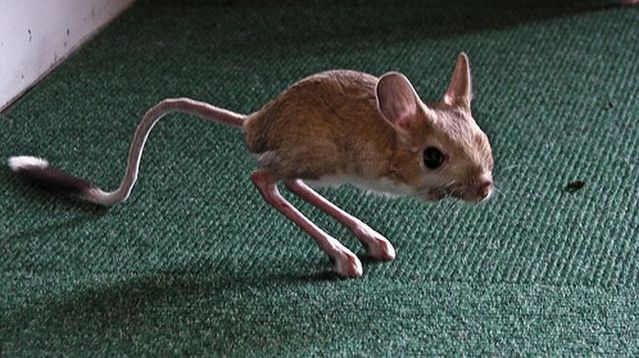 foto k příspěvku  od Bohusha
