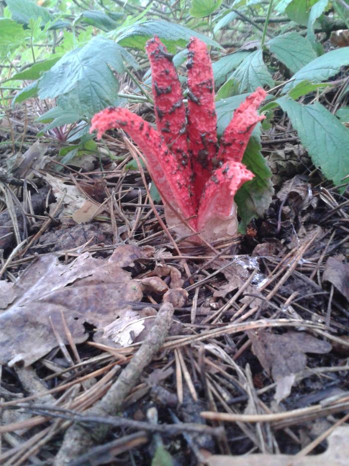 foto k příspěvku  od hawai